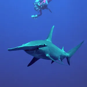 Fishes Jigsaw Puzzle Collection: H
