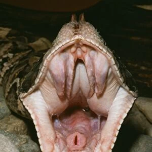 Viper Photographic Print Collection: Gaboon Viper