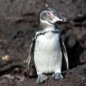 Galapagos Penguin