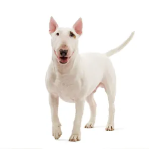 Bull Terrier Miniature