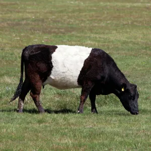 Popular Themes Metal Print Collection: Belted Galloway