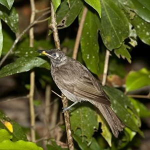 Honeyeaters Jigsaw Puzzle Collection: Bridled Honeyeater
