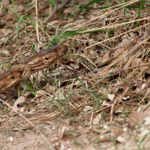 Savannah Monitor