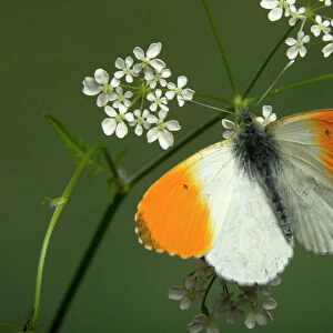 : Butterflies & Insects
