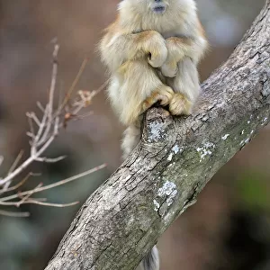 Cercopithecidae Collection: Golden Snub-nosed Monkey