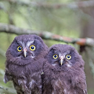 Owls Collection: Tengmalm's Owl
