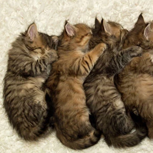 : Kittens