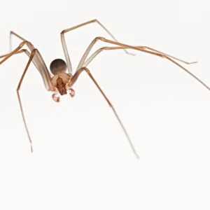 Spiders Collection: Recluse Spider
