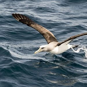 Albatrosses Collection: Chatham Albatross