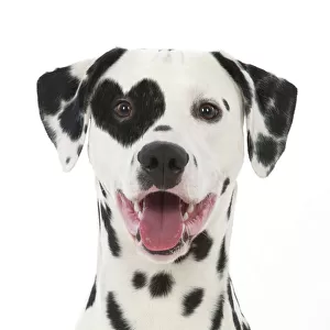 Utility Jigsaw Puzzle Collection: Dalmatian