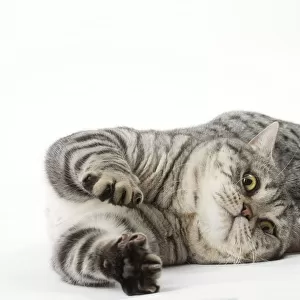 Cats (Domestic) Collection: American Shorthair