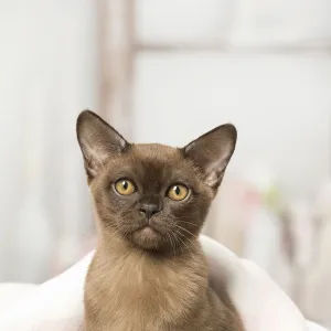 American best sale burmese cat