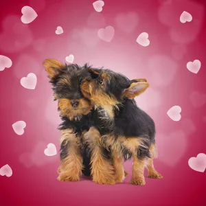 Terrier Collection: Australian Terrier