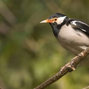 Pied Myna / Asian Pied Starling - Corbett National Park, India