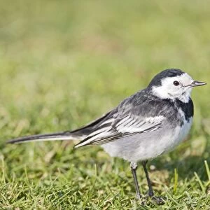 Pied wagtail - on lawn West Wales UK 005384