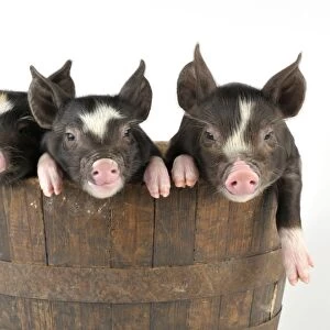 PIG. Berkshire piglets in a tub