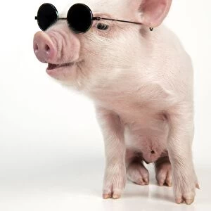 PIG - Piglet wearing sunglasses