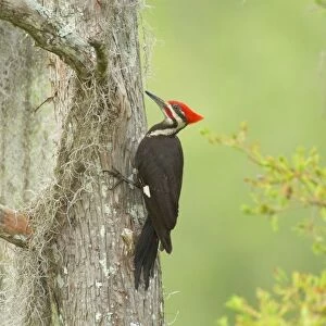 Pileated Woodpecker - On baldcypress tree in southern swamp