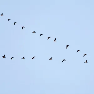 Pink Footed Goose