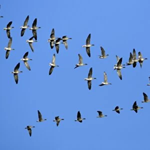 Pink-footed Geese - skein flying over Lindisfarne National Nature Reserve, Northumberland, autumn, England