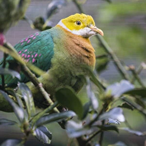 Doves Collection: Pink Spotted Fruit Dove