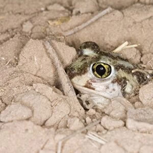Western Spadefoot Toads Cushion Collection: Plains Spadefoot