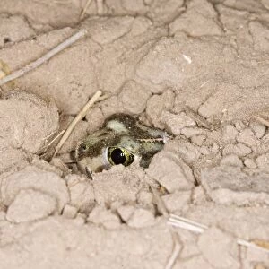 Plains Spadefoot Toad - series of images showing the toad turning and digging down into the sand using his spade like foot. Sequence 8 of 9. South Texas in March