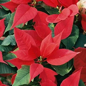 Christmas Greetings Card Collection: Poinsettias