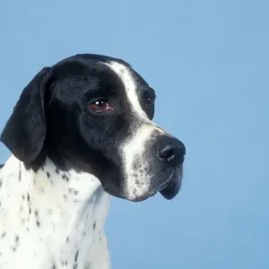 Pointer Dog Print - Head Study Pointer Dog Print - Head Study