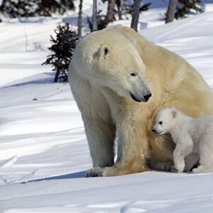 Polar Bear - female with young, cub snuggles into her side. Churchill, Manitoba. Canada