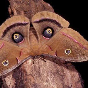 Butterfly Art Prints: Polyphemus Moth