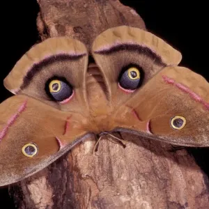 Polyphemus Moth Print - Intimidation Posture Polyphemus Moth Print - Intimidation Posture