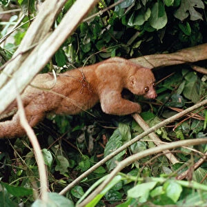 West African Potto