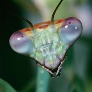 Praying Mantis - head close-up Kenya, Africa