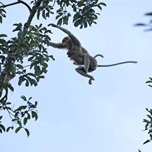 Proboscis Monkey - female with baby jumping - Tanjung Puting national park - Kalimantan - Indonesia - Sabah - Borneo - Malaysia