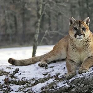Big Cats Collection: Puma (Cougar-Mountain Lion)