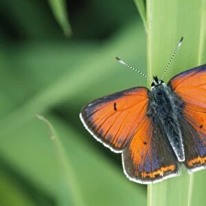 Purple-edged Copper Butterfly - Resting