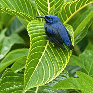 Tanagers Metal Print Collection: Green Honeycreeper