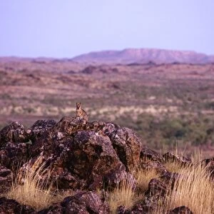 Macropodidae Photographic Print Collection: Purple-necked Rock Wallaby