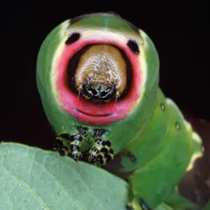 Cerura vinula Larva Print