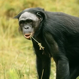 Pygmy/ Bonobo Chimpanzee