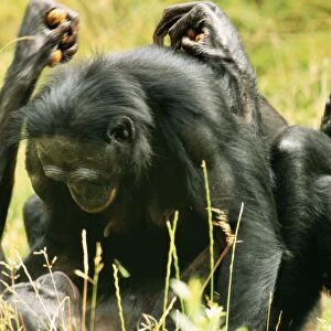 Mammals Collection: Chimpanzee