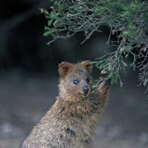 Quokka - Eating from shrubby bush. Western Australia-Australia - Marsupial - Endangered species - Kangaroo Family - Limited to a small area in Western Australia including Rottnest Island - Prefers densely vegetated moist conditions but also survives