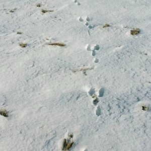 Rabbit Tracks PM 1180 In snow © Pat Morris / ARDEA LONDON