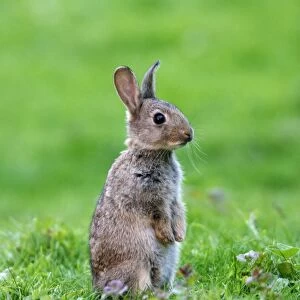 Rabbit Youngster on hind legs in meadow Bedfordshire, UK