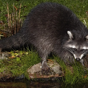 Raccoon - At garden pond, night time, searching for food, autumn. Lower Saxonx, Gremany