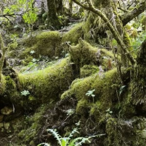 Rain forest vegetation in the National Park of Garajonay. The laurisilva woods have high category protection as a World Heritage site, because of the surviving plant species. La Gomera, Canary Is. January