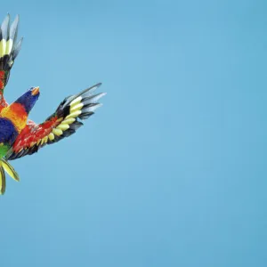 Rainbow Lorikeet / Blue Mountain