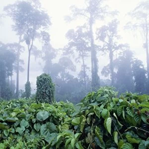 Rainforest - morning mist, Lowland Dipterocarp. Danum conservation area, Sabah, Borneo