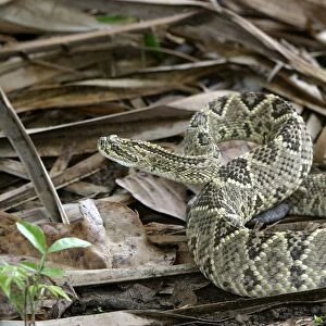Rattlesnake. Llanos. Hato El Frio. Venezuela sub-species C. d. durissus or C. d. cumanensis